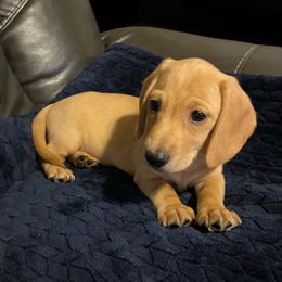 Slinky - Red male Dachshund puppy in Buckeye, Arizona from AZ Dachshund Proud