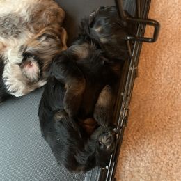 Aussiedoodle Puppies from Olive Tree Mini Aussiedoodles