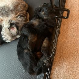 Aussiedoodle Puppies from Olive Tree Mini Aussiedoodles