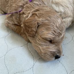 Goldendoodle Puppies from Angel’s Goldendoodle Pups
