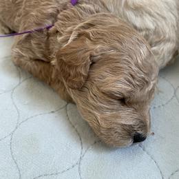 Goldendoodle Puppies from Angel’s Goldendoodle Pups