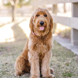 Chloe - Goldendoodle