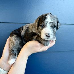 Bernedoodle, Cavalier King Charles Spaniel, and Poodle Puppies from Ellas.Pups (Bernedoodles & Cavapoos)