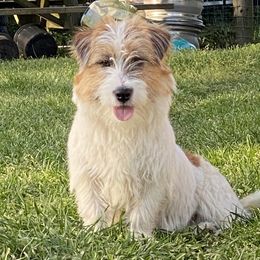 Coffee - Russell Terrier