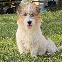 Coffee - Russell Terrier