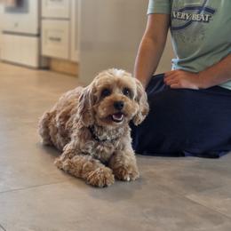 Penelope - Cavapoo