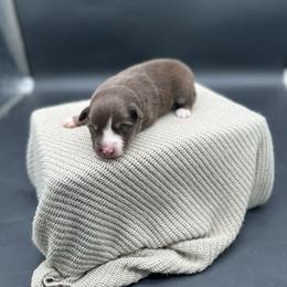 Patsy - Red tri female Miniature Australian Shepherd puppy in Queen Creek, Arizona from Arizona Aussies