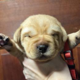 Red Male - Yellow male Labrador Retriever puppy in Andrews, South Carolina from Leyland Cypress Retrievers