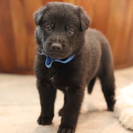 Blue - Black male German Shepherd puppy in Newport Beach, California from Vom Bismarkhaus