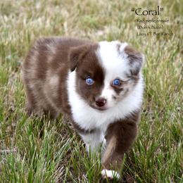 Coral - Red merle female Miniature Australian Shepherd puppy in Evant, Texas from Lazy VT Bar Ranch