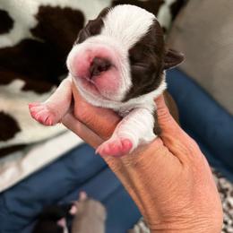Girl 2 - Red female Boston Terrier puppy in Coopertown, Tennessee from Toon’s Boston Terriers