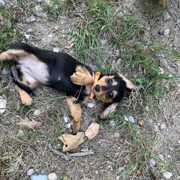 Katie - Black and tan female Dachshund puppy in Harriet, Arkansas from B&K Dachshunds
