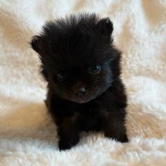 Boots - Black male Pomeranian puppy in Rockledge, Florida from Skye pomeranians