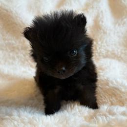 Boots - Black male Pomeranian puppy in Rockledge, Florida from Skye pomeranians