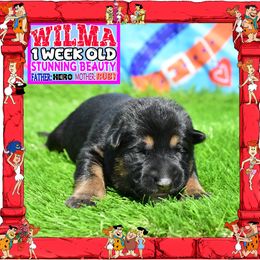 WILMA FLINTSTONE - Black and red female German Shepherd puppy in Murrieta, California from Diamond Oaks German Shepherds