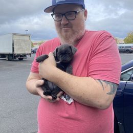 Milo, formerly River, Solid (dilute) Blue boy - Silver male Pug puppy in Onalaska, Washington from Cupid’s Pugs