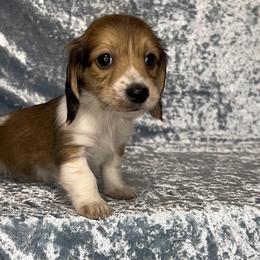 Dopey - Cream male Dachshund puppy in Poteau, Oklahoma from Sisters Dazzling Dachshunds
