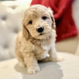 Teddy (Tan) - Apricot male Goldendoodle puppy in Twin Falls, Idaho from Magic Valley Family Doodles