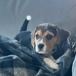 Jasper - Black white and tan male Beagle puppy in Harrison, Arkansas from Leslie Beagles of Leslie Farm