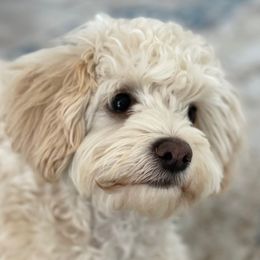 Penny - Maltipoo