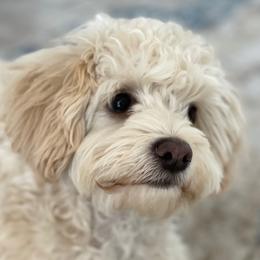 Penny - Maltipoo