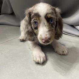 Dachshund Puppies from Dreaming of Dachshunds
