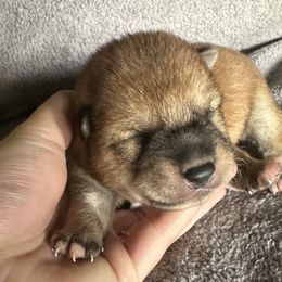 Registered Boy 1 - Red male Shiba Inu puppy in Harrodsburg, Kentucky from Kurtz Family Shibas