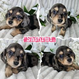 Sashimi - Dapple female Dachshund puppy in Lakeland, Florida from Buckwild Doxies