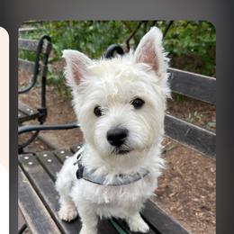 West Highland White Terrier Puppies from AKC  Westie World