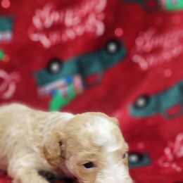 Oso - Apricot male Goldendoodle puppy in Milwaukwe, Wisconsin from Wisconsin Doodles