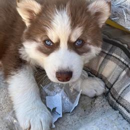 Alaskan Malamute and Siberian Husky Puppies from Chocolate Hollow Farms