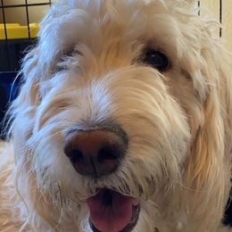 Nala - Goldendoodle