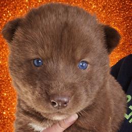 Orange boy - Red and white male Siberian Husky puppy in Terre Haute, Indiana from April's Huskies