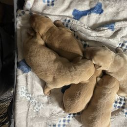 Boy 4 - Yellow male Labrador Retriever puppy in Jacksboro, Texas from J and D Retrievers