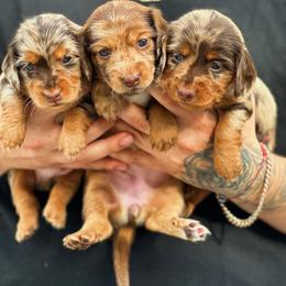Dachshund and French Bulldog Puppies from ThePuppyVille