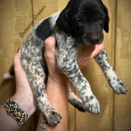 Benson - Black roan male German Shorthaired Pointer puppy in Virginia from P3 Kennel