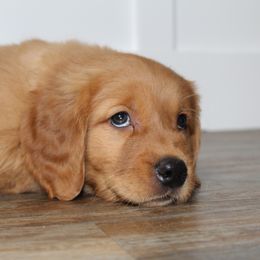 Australian Shepherd and Golden Retriever Puppies from Sterling Valleys Goldens and Aussies