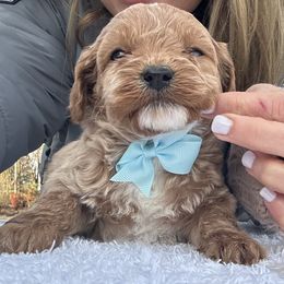 Don - Apricot male Goldendoodle puppy in Mint Hill, North Carolina from DoodleForever