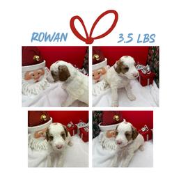 Rowan - Parti male Goldendoodle puppy in Wayland, New York from Loris Pampered Pooches💕