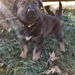German Shepherd Puppies from Reddington Shepherds