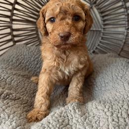 Bernedoodle and Goldendoodle Puppies from Dose of Doodles
