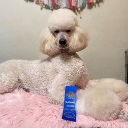 Poodle Puppies from Ocala Standard Poodles
