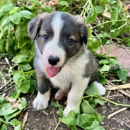 Slater - Seal male Border Collie puppy in Mesa, Arizona from Ranch Girl Border Collies