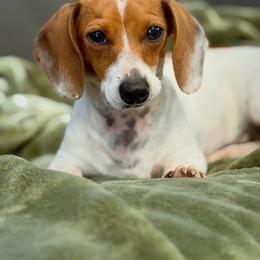 Piper - Piebald female Dachshund puppy in Lumber City, Georgia from Willow Run LLC