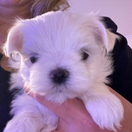 AKC Male 3 - White male Maltese puppy in Wilson, New York from Maltese By Valerie