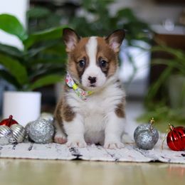 Jack - Sable male Pembroke Welsh Corgi puppy in Sugarcreek, Ohio from Admar Canines