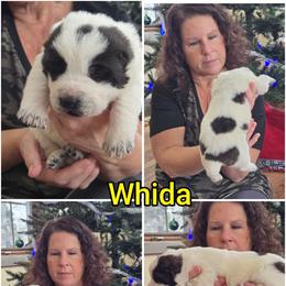 WHIDA - White female Central Asian Shepherd Dog puppy in Michigan from Guardian Dog
