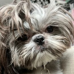 Shih Tzus from Fancy Shih Tzus