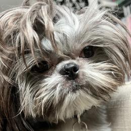 Shih Tzus from Fancy Shih Tzus