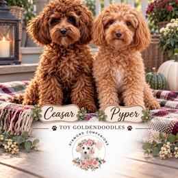 Pumpkin - Red  male Goldendoodle puppy in South Jordan, Utah from Diamond Companions